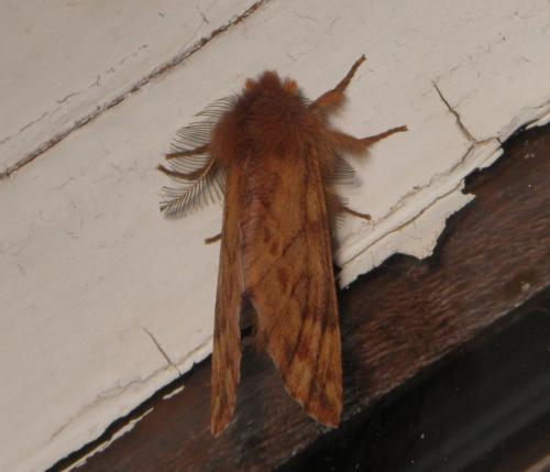 Ptilophora plumigera